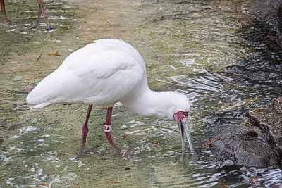 African Spoonbill