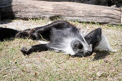 Colobus Monkey