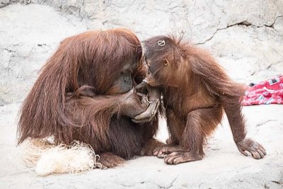 Orangutan n Young one