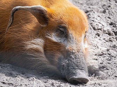 Red River Hog