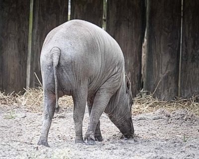 Sulawesi Babirusa