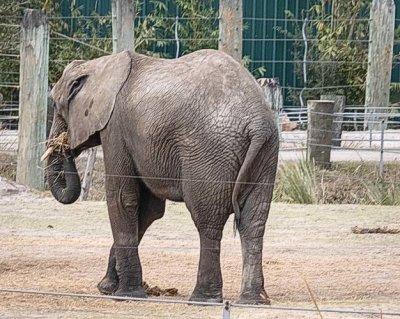 Young Elephant