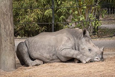 Young Rhino