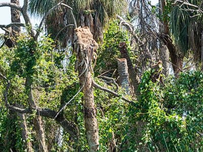 Palm Tree Cut off