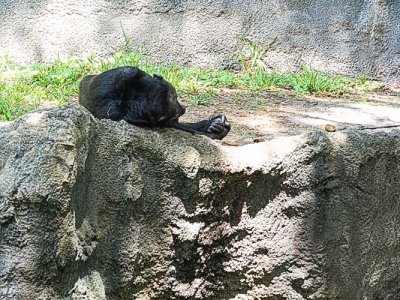 Chimp Resting
