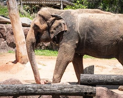 Elephant Walking