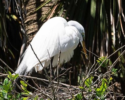 Great Egret at Nest