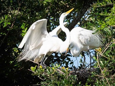 Great Egret Leaving Nest