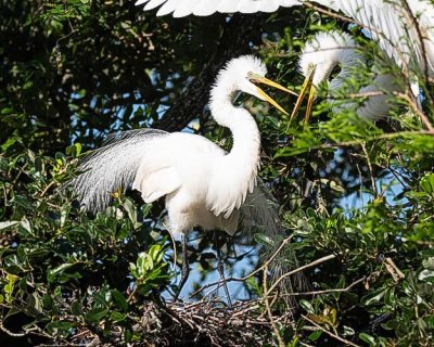Great Egret Returning to Nest