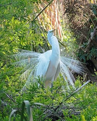 Great Egret Showing