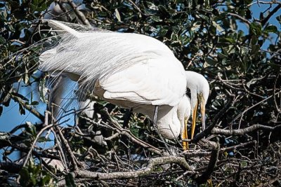 Great Egrets Working on Nest