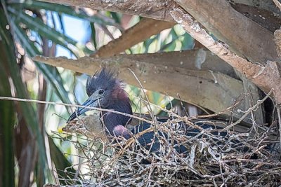 Little Blue Heron on Nest