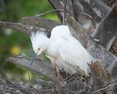 Snowy Egret Excited