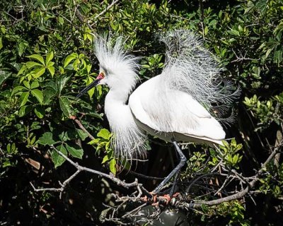 Snowy Egret Full Display