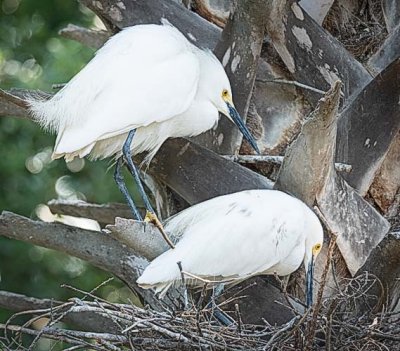 Snowy Egrets after Making Whoopee