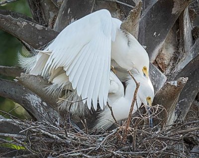 Snowy Egrets Making Whoopee