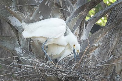 Snowy Egrets Working on Nest