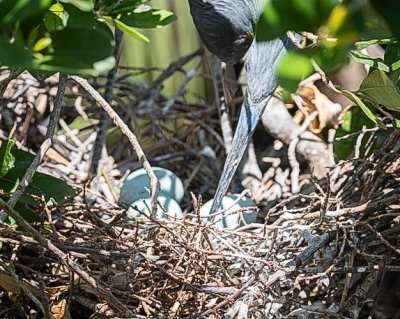 Tri Color Heron Turning Eggs