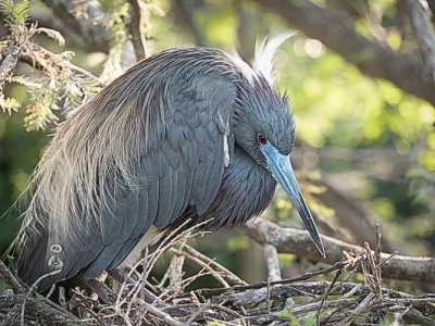 Tricolored Heron at Nest
