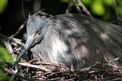 Tricolored Heron on Nest