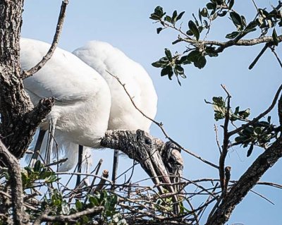 Woodstorks Fixing Nest