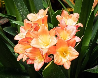 Peach Colored Flowers