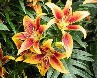 Red N Yellow Lilies
