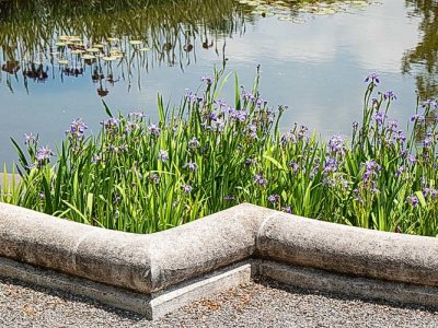 Water Lilies n Irises