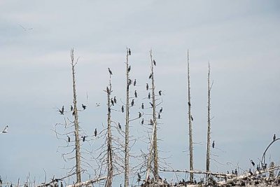 Cormorants on Pilot Island