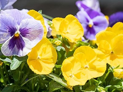 Pansies