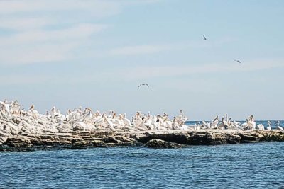 White Pelicans on Pilot Island