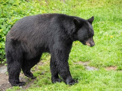 Black Bear