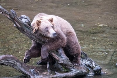 Coastal Brown Bear