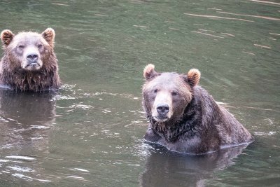 Coastal Brown Bears