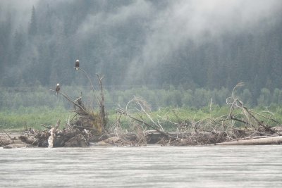 Eagles by Situk River