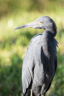 Little Blue Heron in Our Back Yard