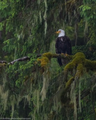 Bald Eagle 