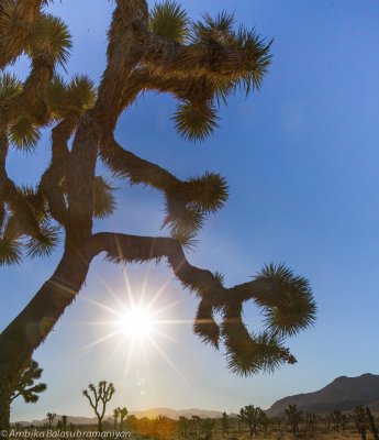 Joshua Tree Sunburst