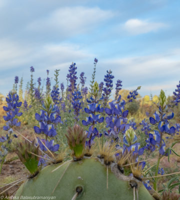 Southwest Deserts