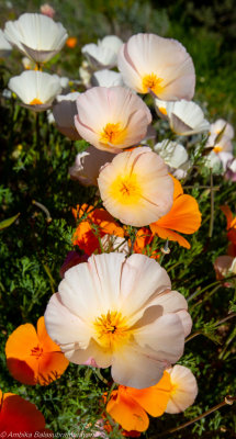 Pink Poppies bask in evening glow 