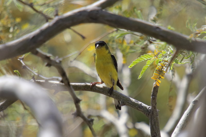 Lesser Goldfinch