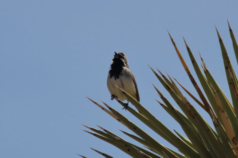 Black Throated Sparrow