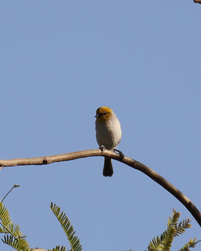 Verdin