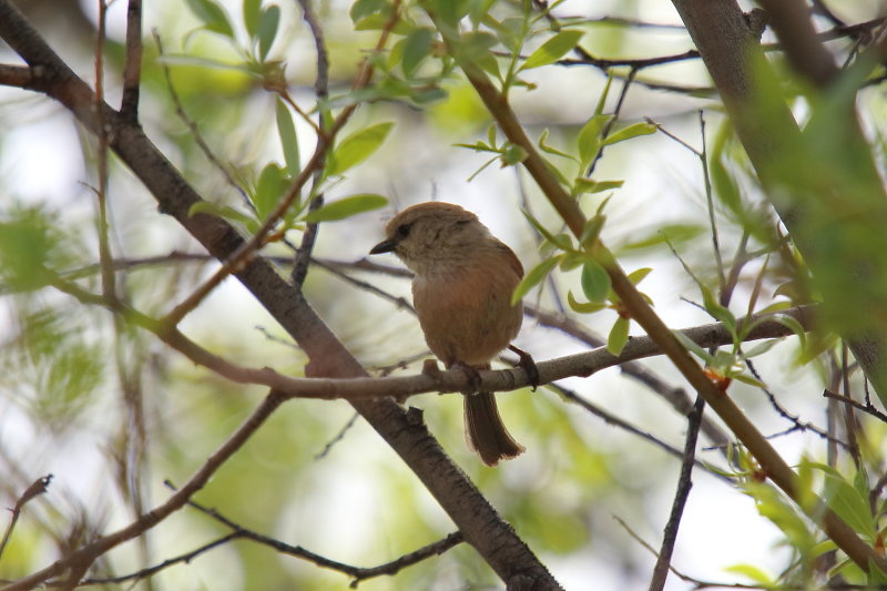 Bushtit