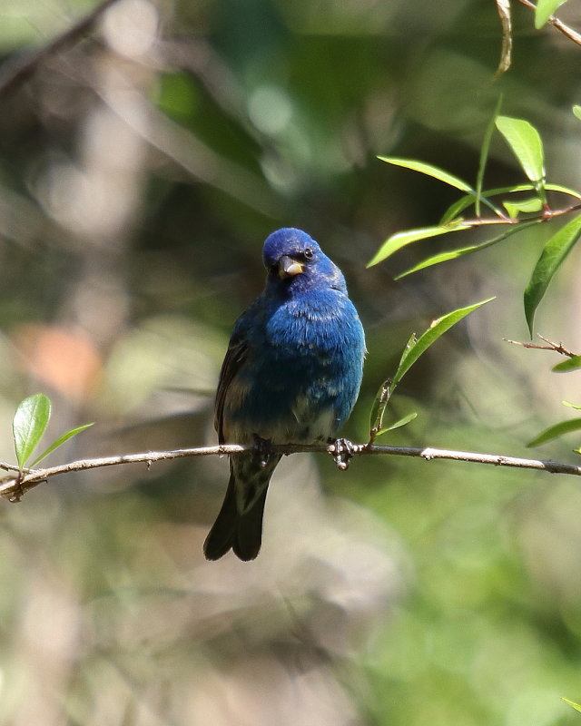 Indigo Bunting