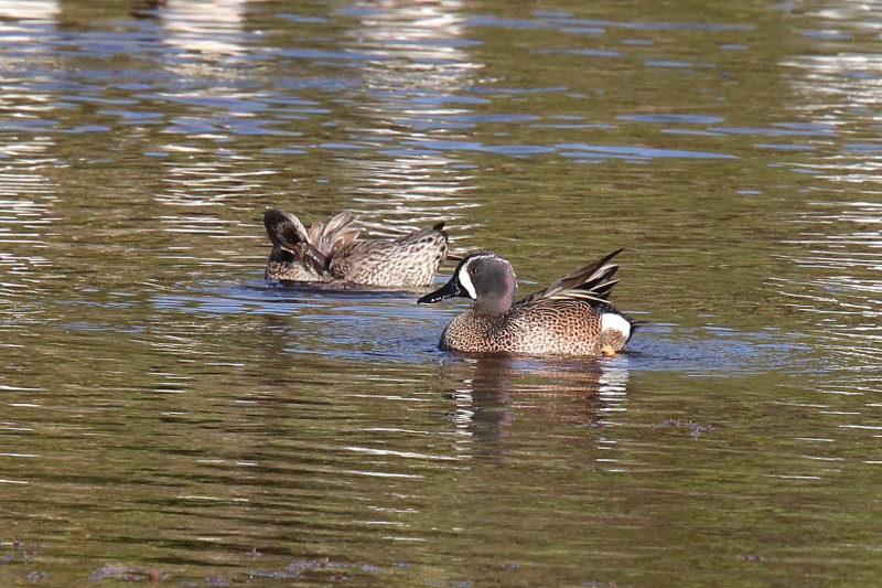 Blue winged Teal