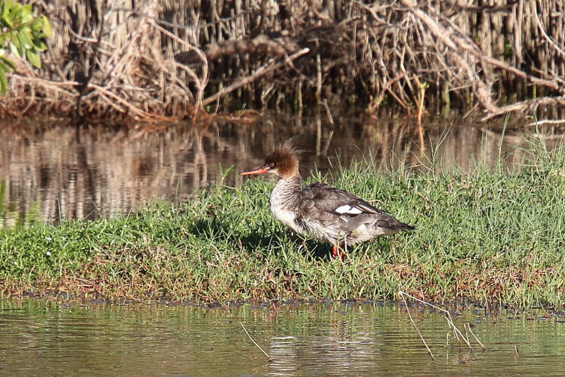 red Breasted Maganzar