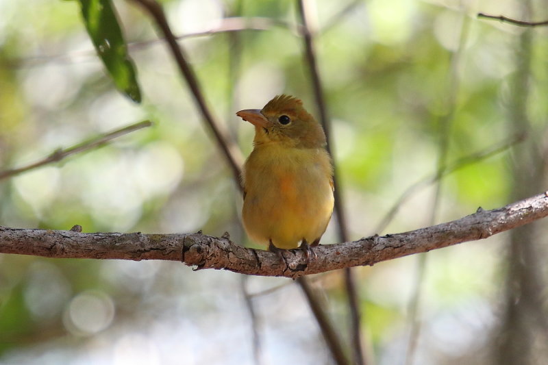 Summer Tanager