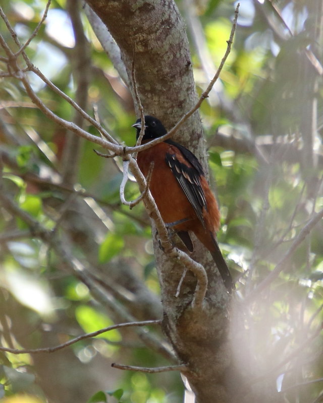 Orchard Oriole