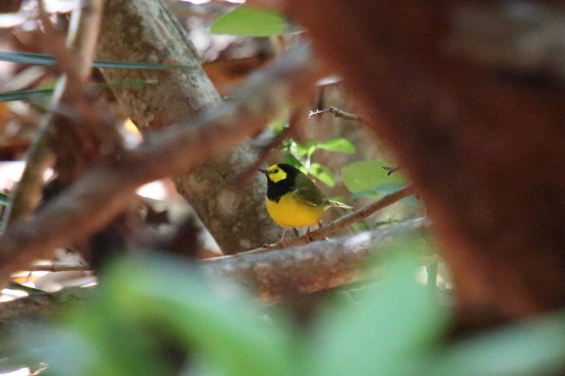 Hooded Wrabler